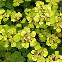 Chrysosplenium alternifolium